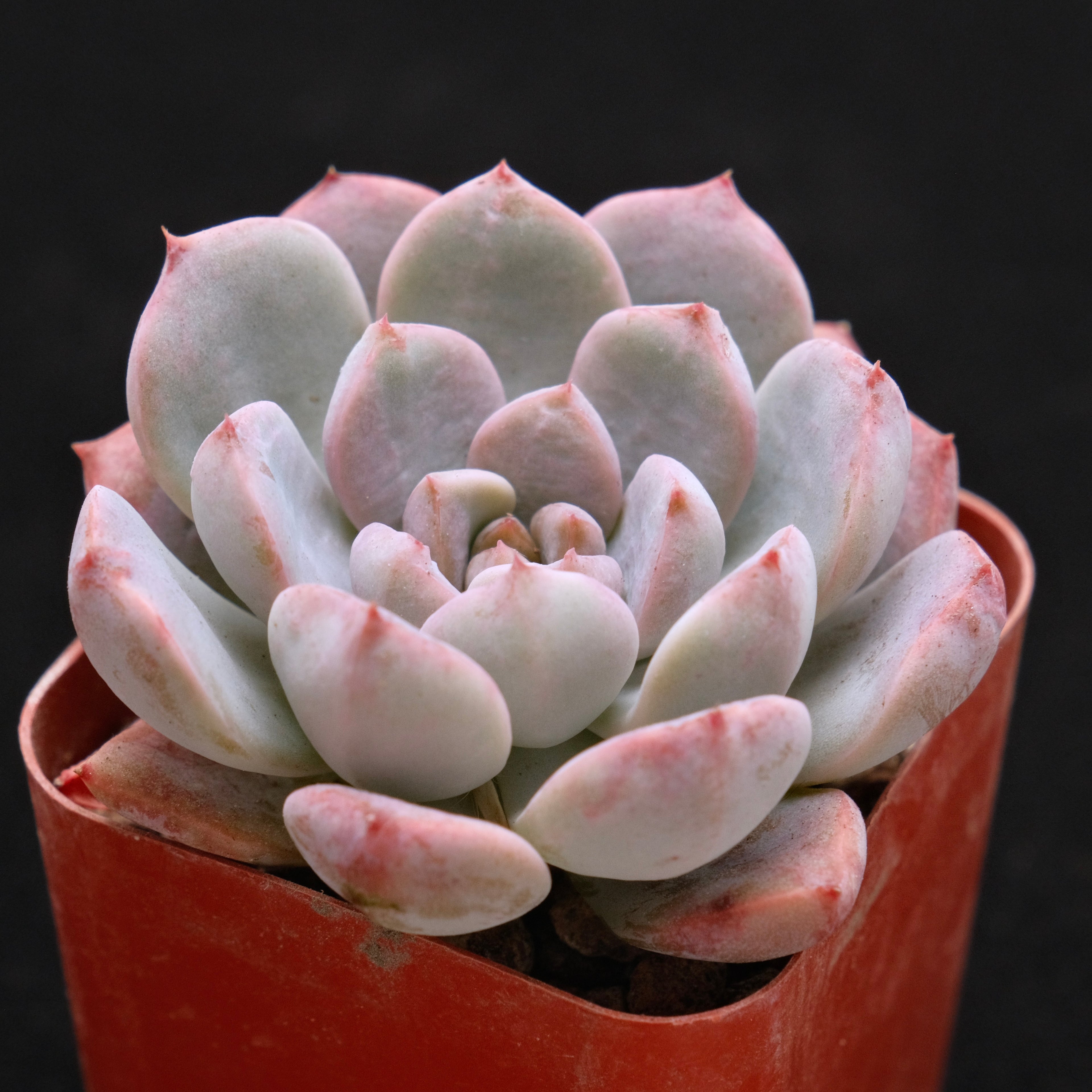 Echeveria Pink Elf Korean Succulent Plant *Rare*