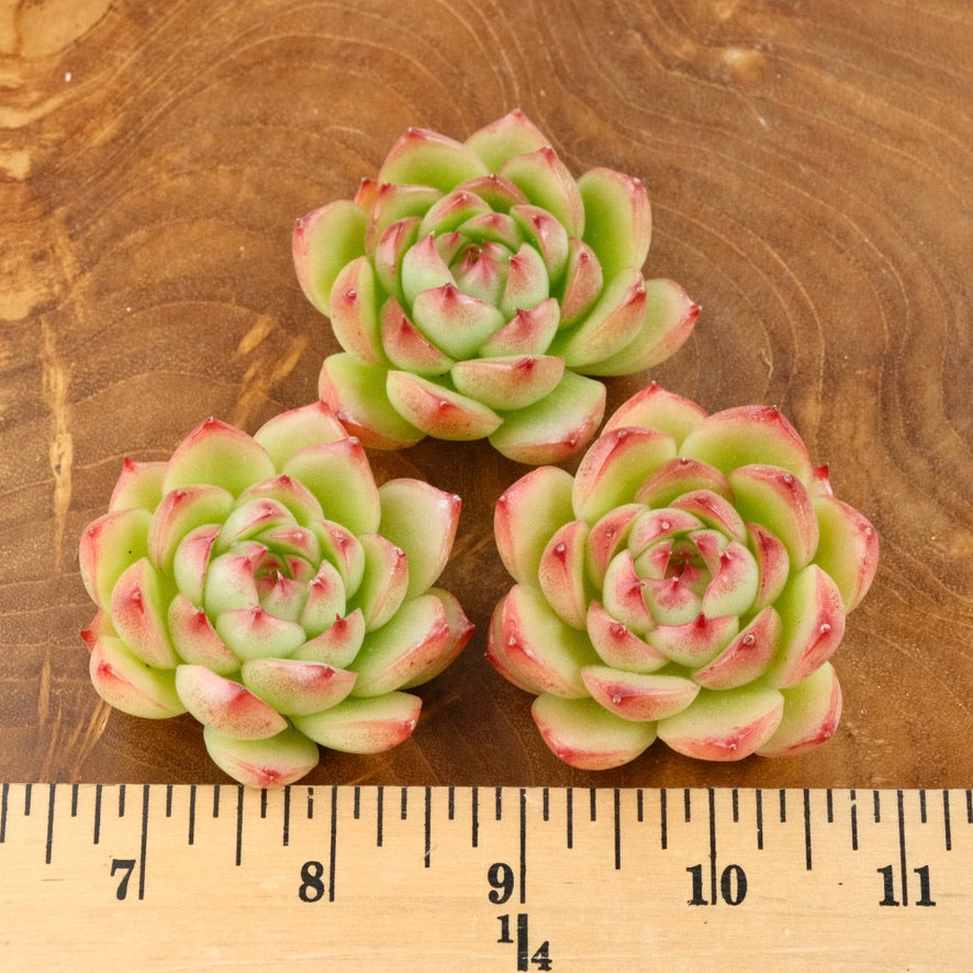 Echeveria Red Cone Korean Succulent Plant