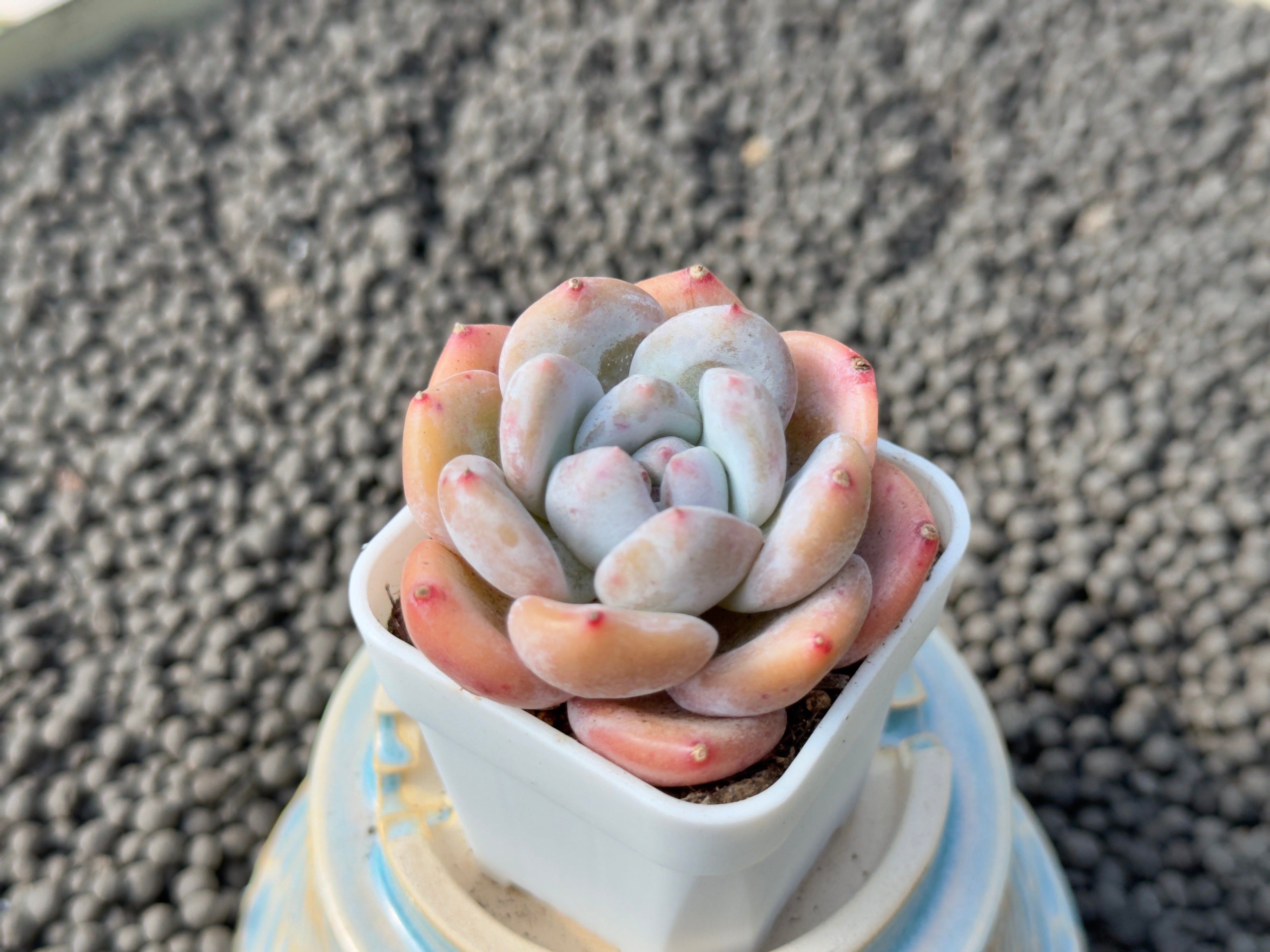 Chubby Graptoveria hybrid Imported Succulent Plant