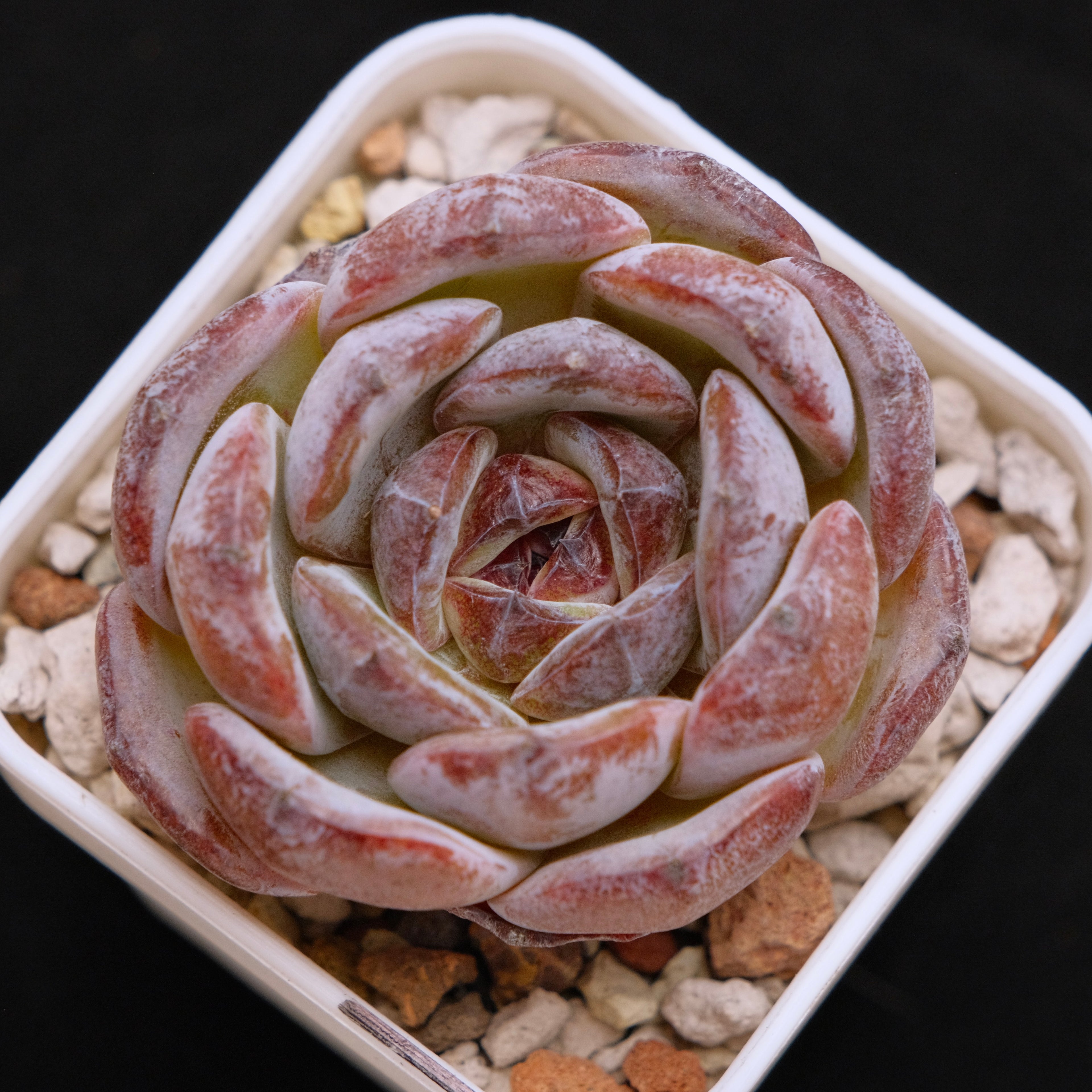 Echeveria Dark Opal Korean Succulent Plant