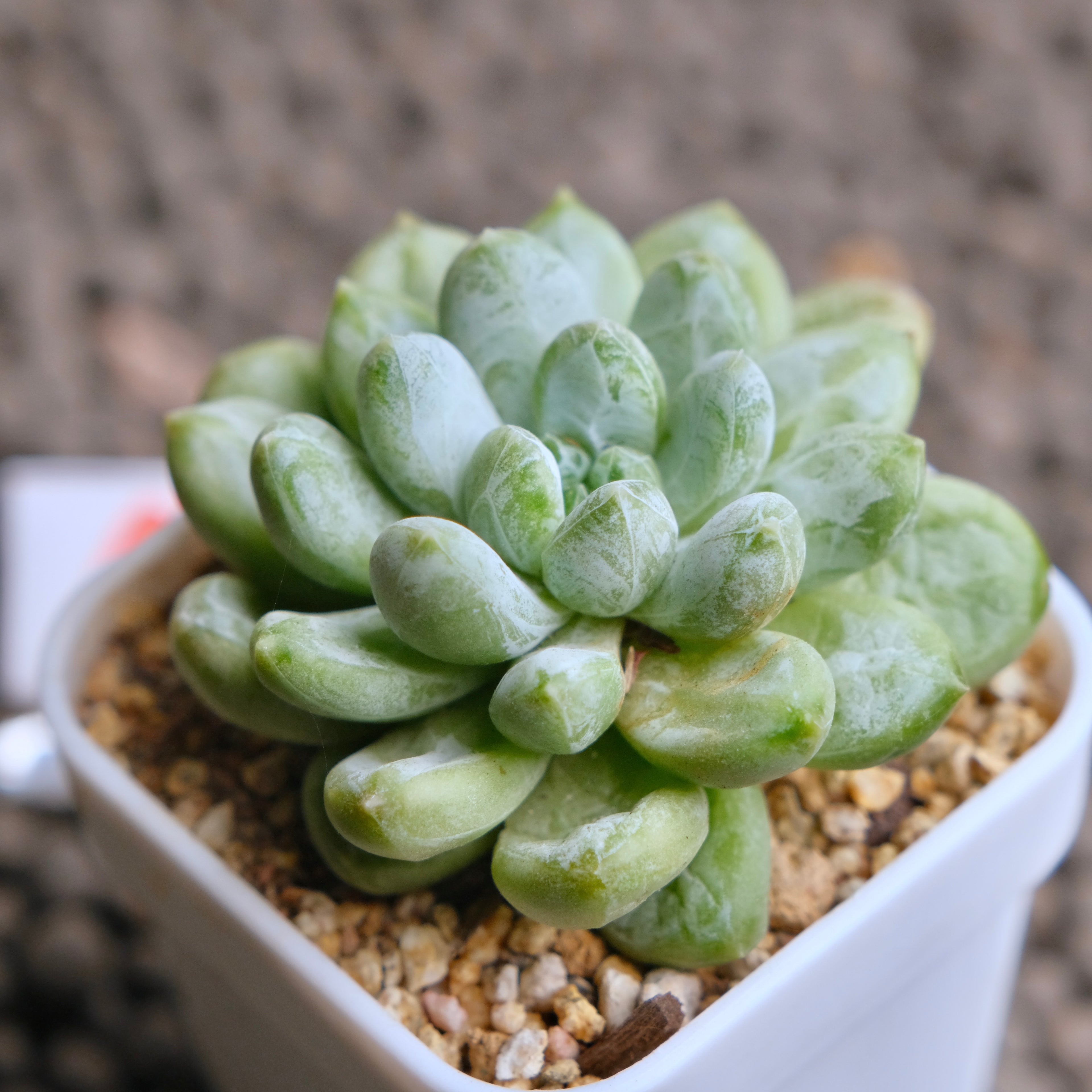 Pachyveria Cocoa Beans Imported Succulent Plant - A