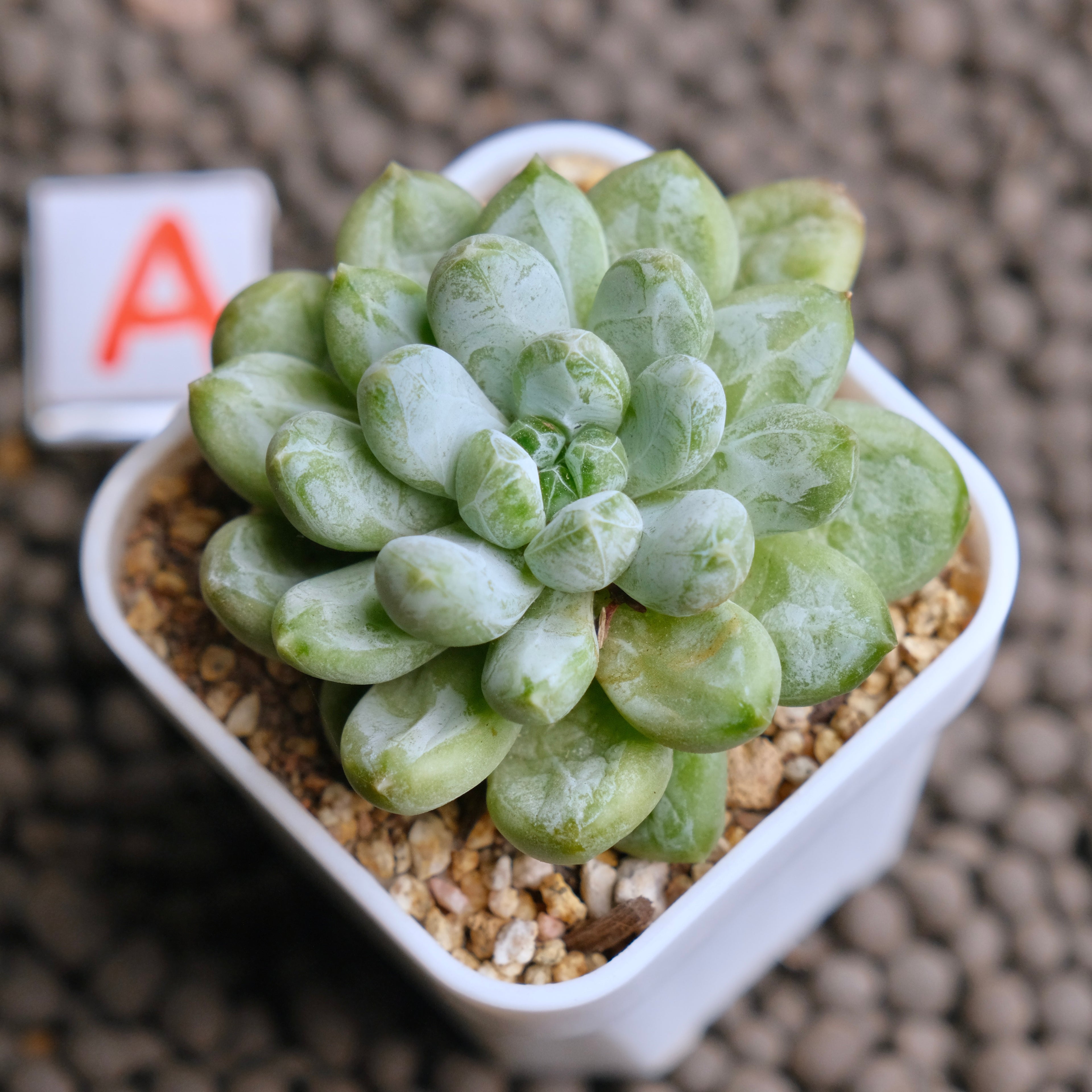 Pachyveria Cocoa Beans Imported Succulent Plant - A