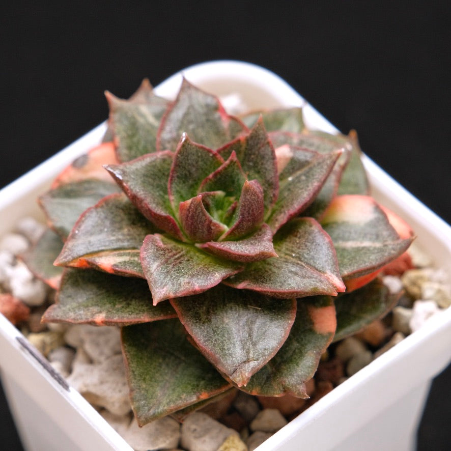 Variegated Echeveria Monocerotis Korean Succulent Plant
