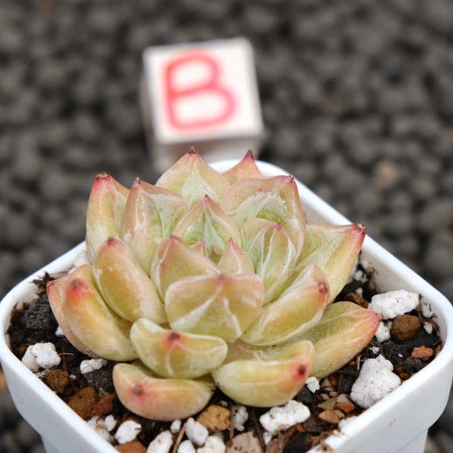 Echeveria Praha Korean Succulent Plant Hwaga Hybrid