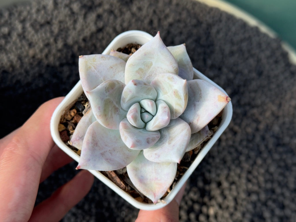 Echeveria Ice Muscle Korean Succulent Plant