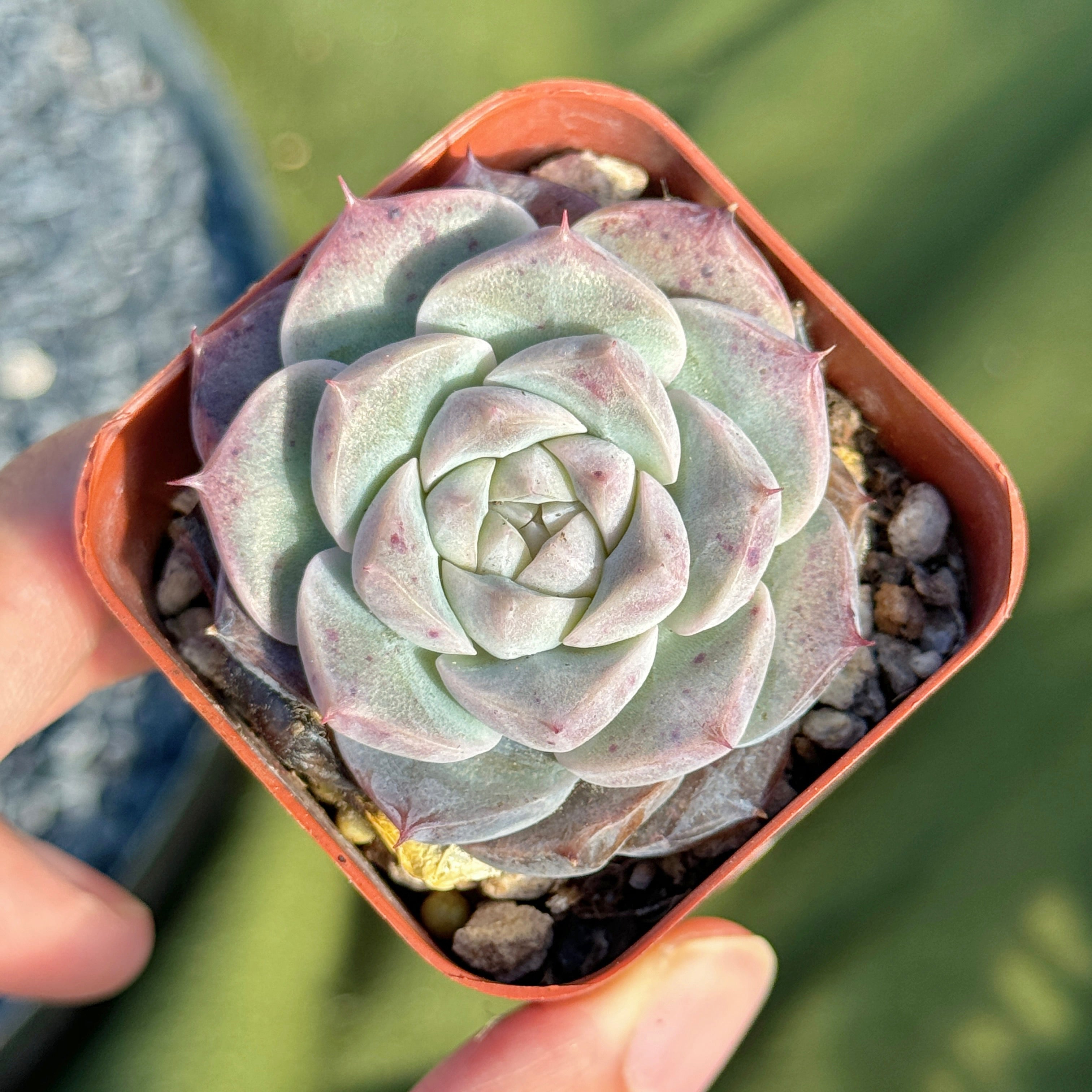Echeveria Royal Star Korean Succulent Plant