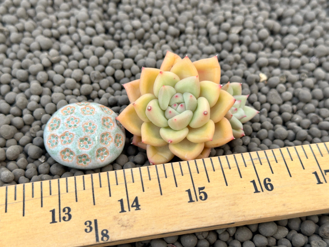 Echeveria JC van Keppel Korean Succulent Plant