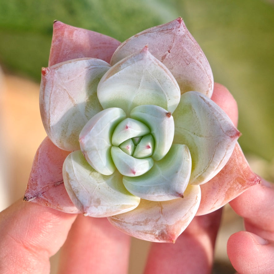 Echeveria Ice Muscle Korean Succulent Plant