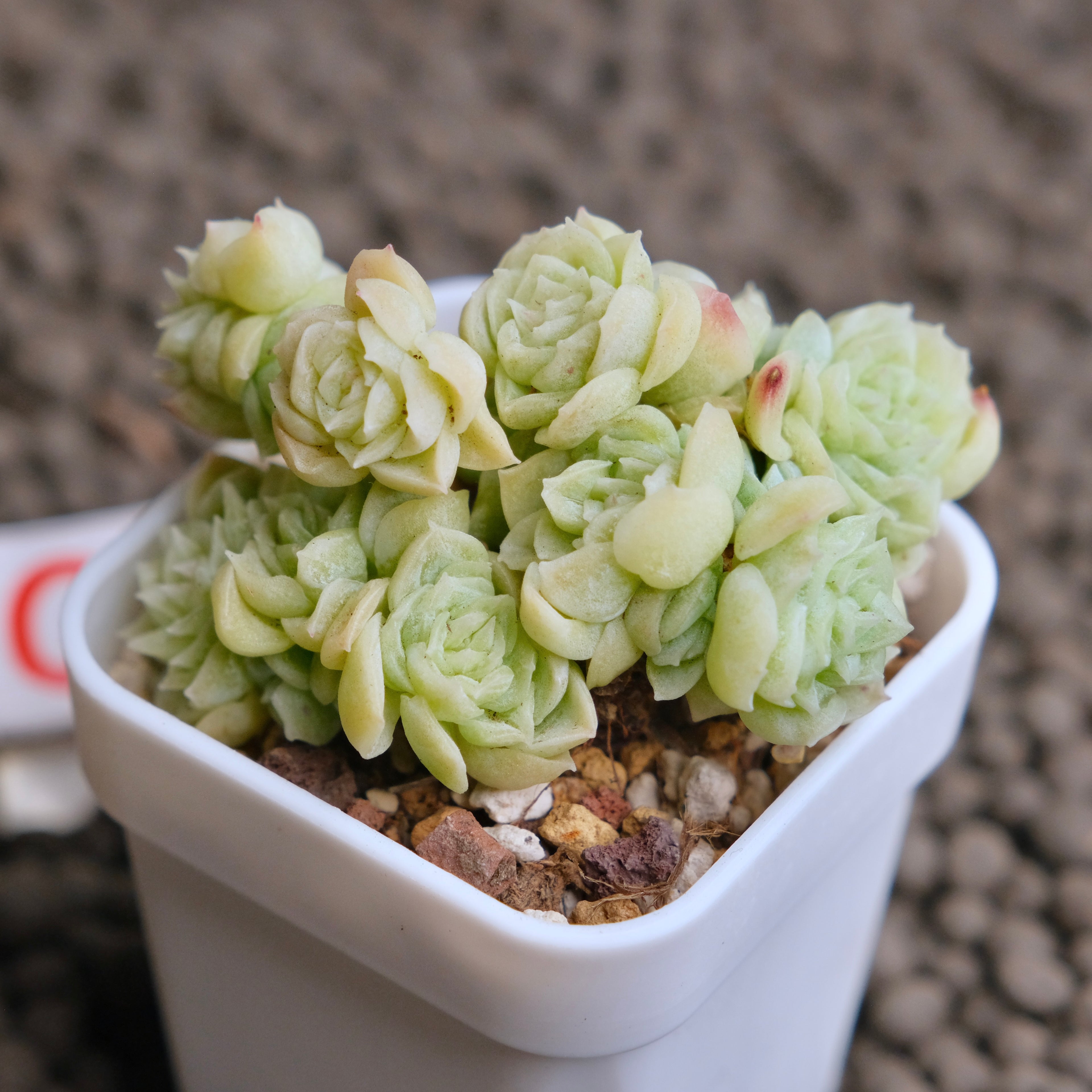 Echeveria Etrial (Korean Malgan cluster) Korean Succulent Plant - C