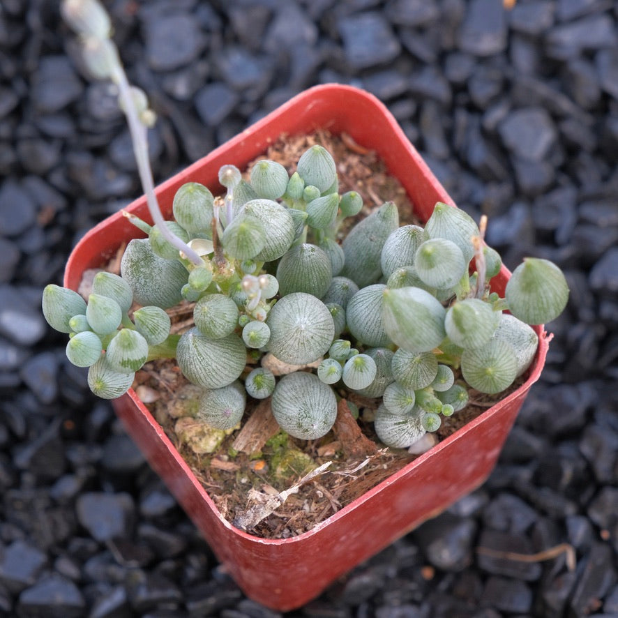 Senecio citriformis Locally Grown Succulent Plant