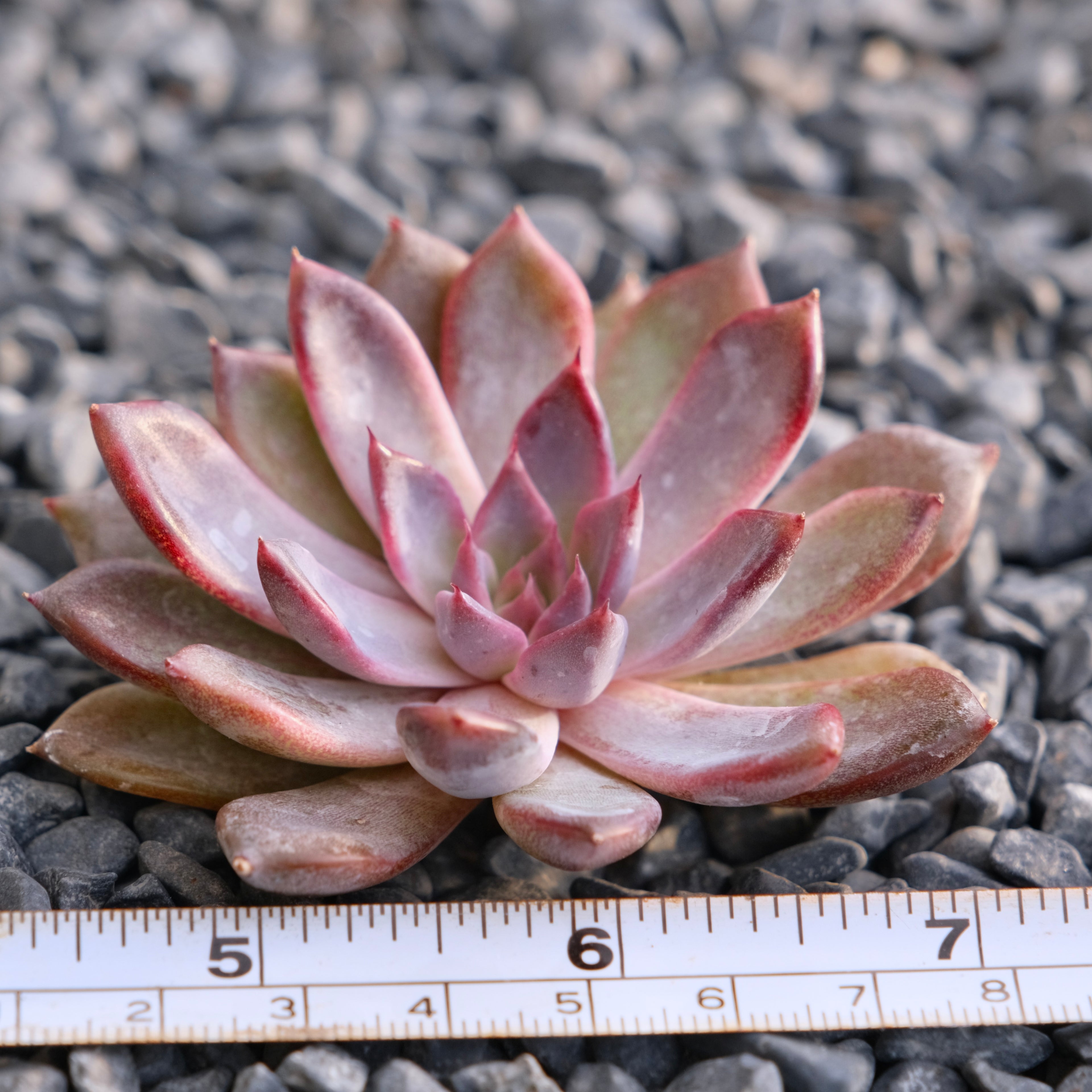 Echeveria Black Zaragoza Korean Succulent Plant Changhee hybrid
