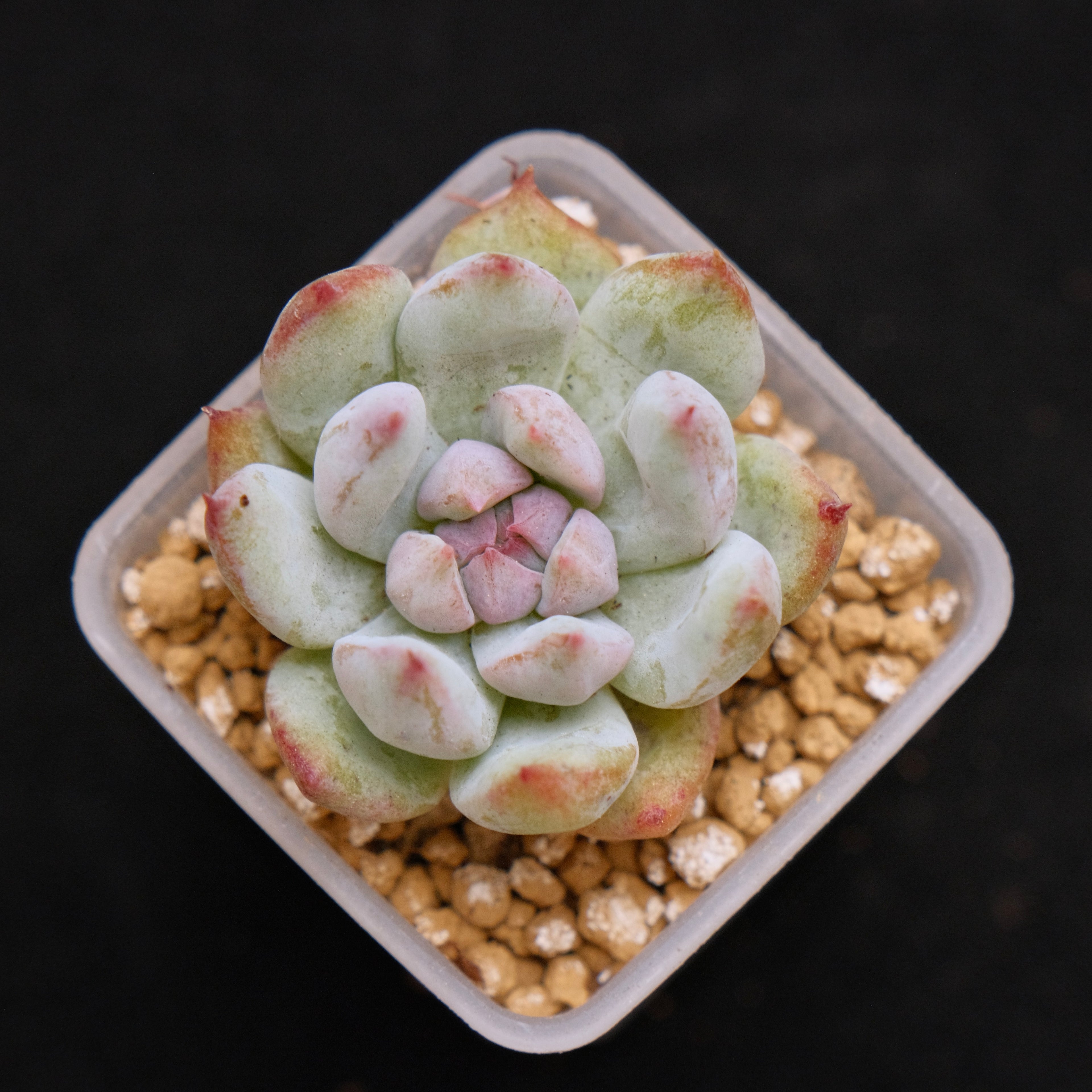 Monstrose Echeveria Prism Korean Succulent Plant