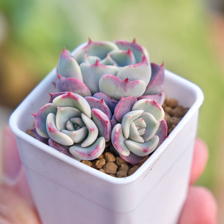 Echeveria Kiss Me Korean Succulent Plant Changhee hybrid