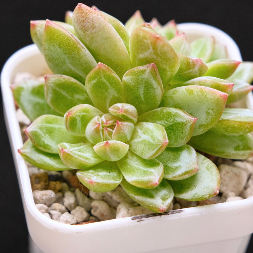 Echeveria Snowflake Jelly Korean Succulent Plant *Rare*