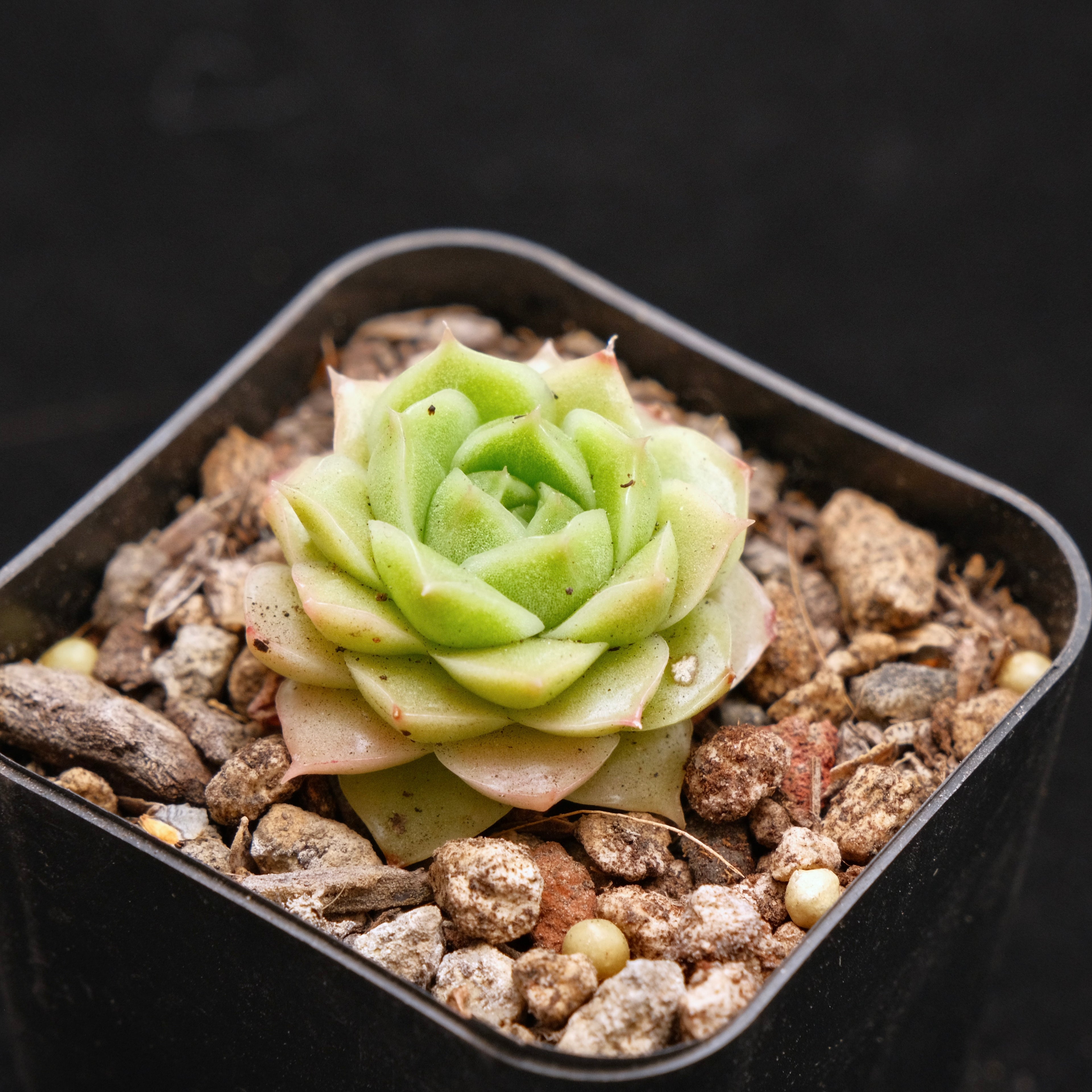 Echeveria Andres baby Korean Succulent Plant