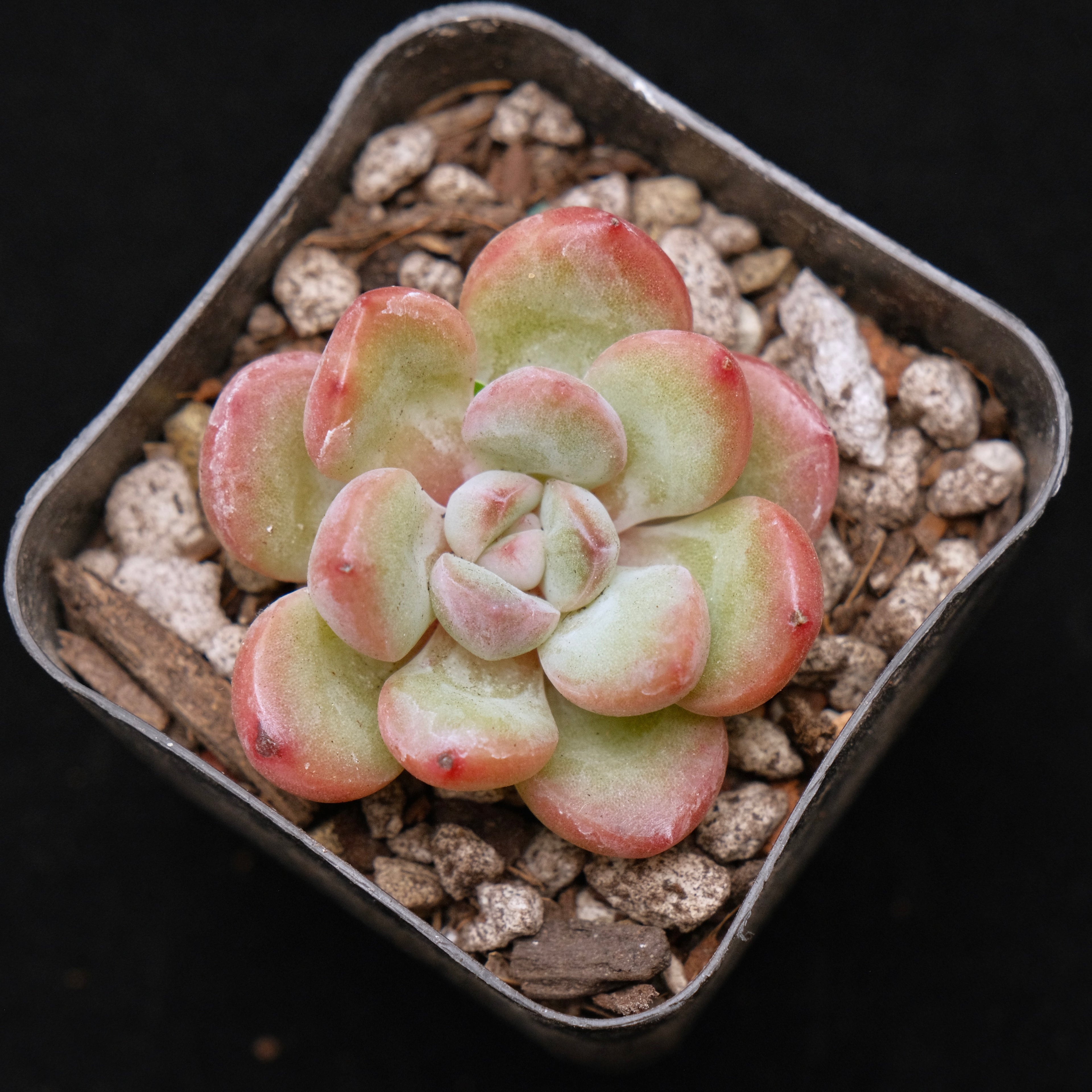 Echeveria Yves Saint Rose Korean Succulent Plant