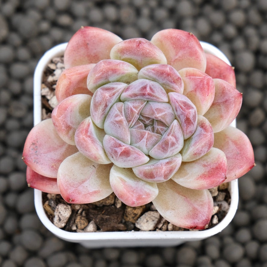 Echeveria Ice Soul Imported Succulent Plant