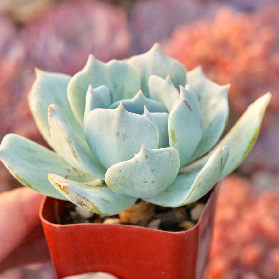 Monstrose Echeveria sp Succulent Plant