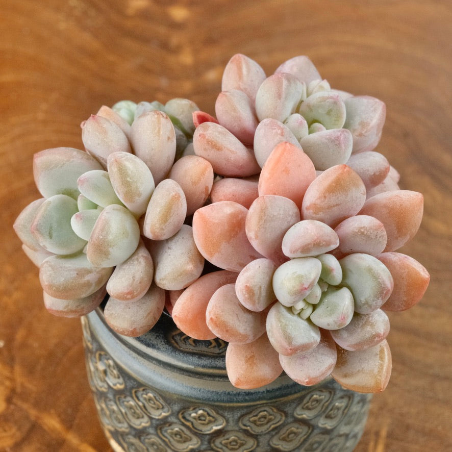 import succulents Graptoveria Amor Fati cluster Imported Succulent Plant – Succielife