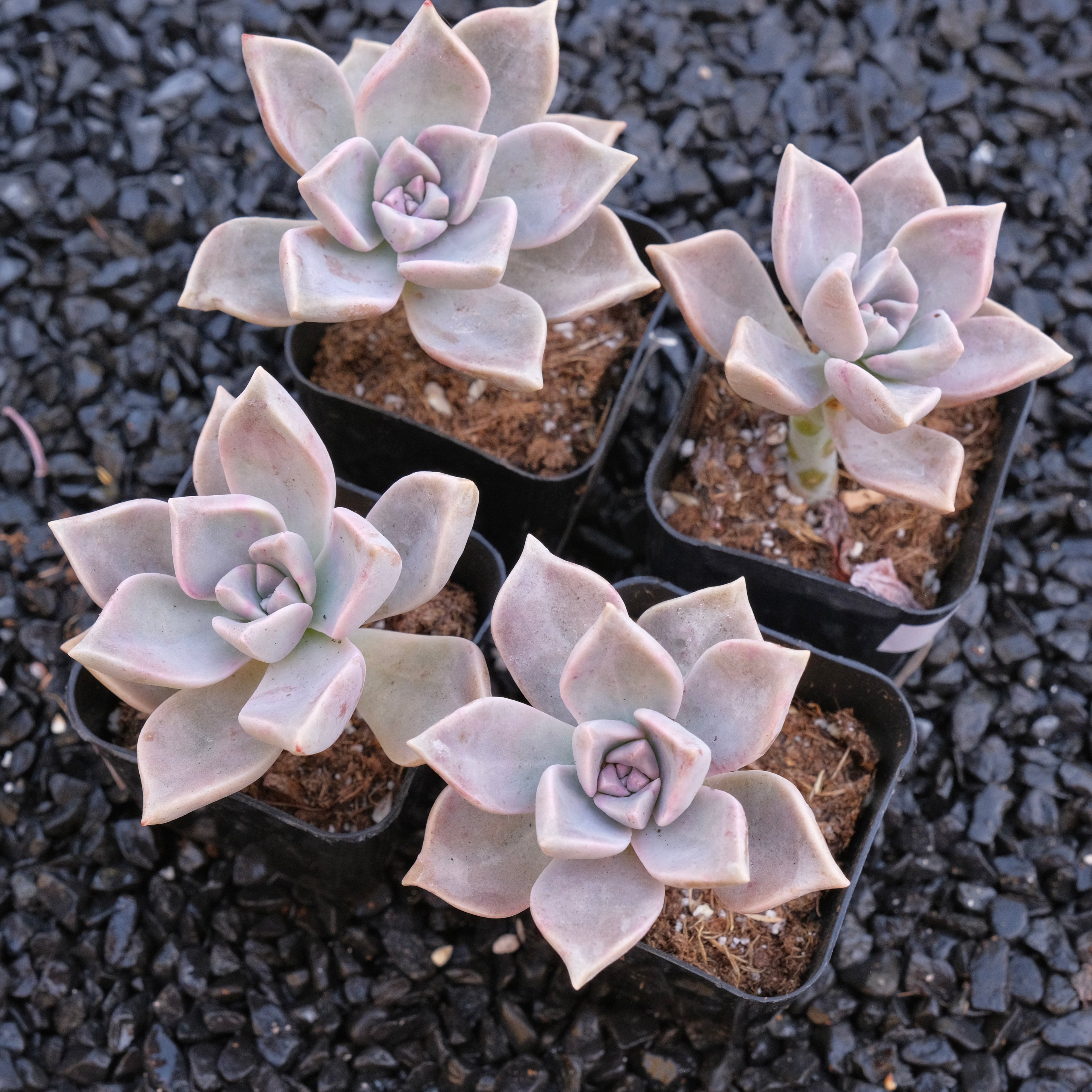 Graptopetalu Paraguayense Locally Grown Succulent Plant