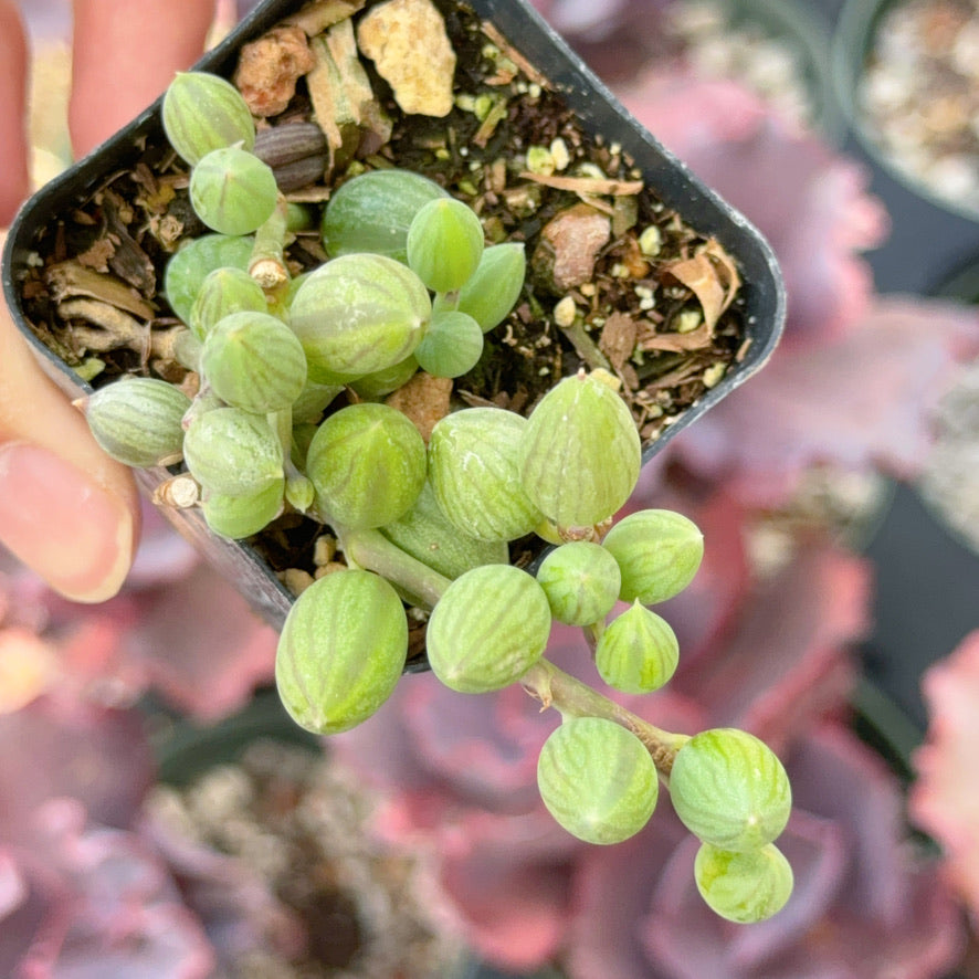 Senecio String of Watermelons Succulent Plant