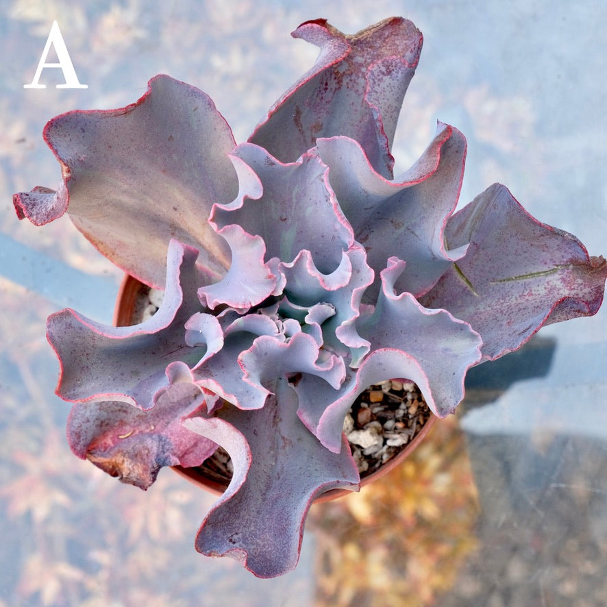 Variegated Echeveria Fury - Rare hybrid - A