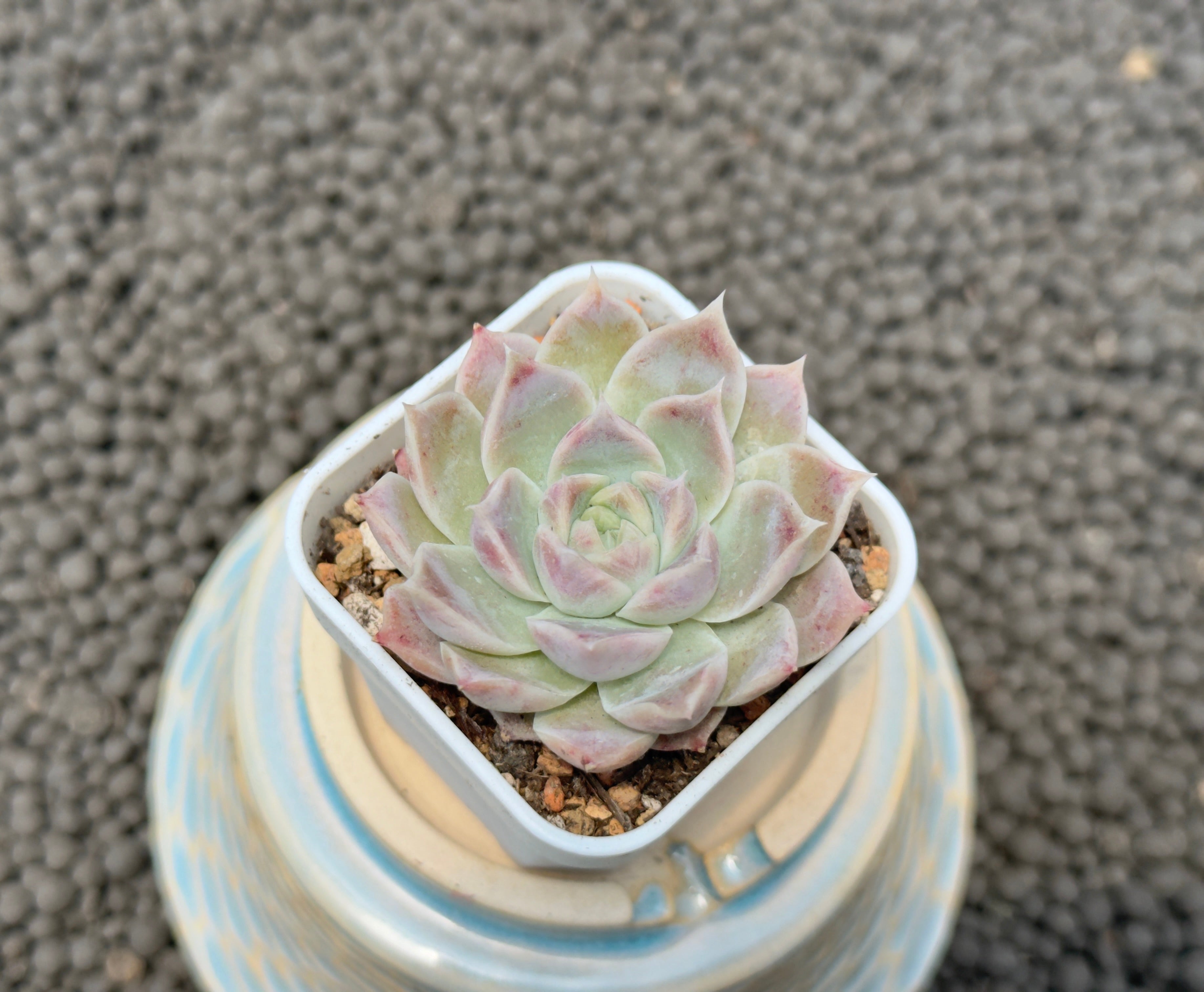 Echeveria Lilac Card Korean Succulent Plant Changhee hybrid