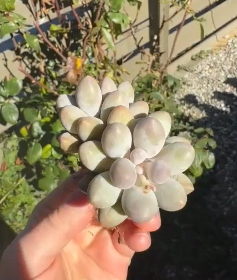 Pachyphytum Sweet Dumpling "Tang Yuan" Imported Succulent Plant *New*