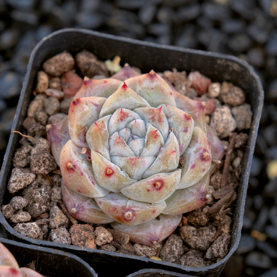Echeveria Royal Star imported Succulent Plant