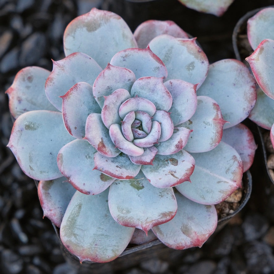 Echeveria Cold Brew Special Air Magic hybrid Korean Succulent Plant