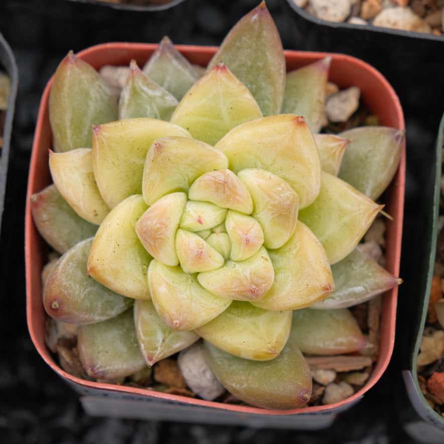 Echeveria tolimanensis hybrid Korean Succulent Plant