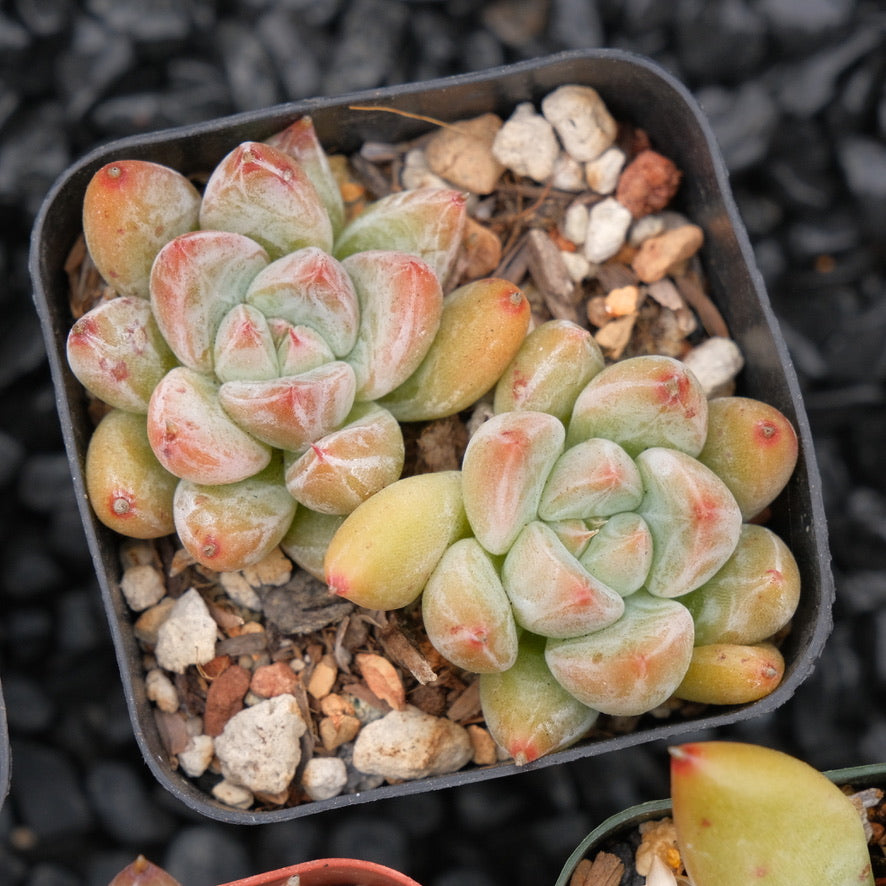 Echeveria tolimanensis hybrid Korean Succulent Plant