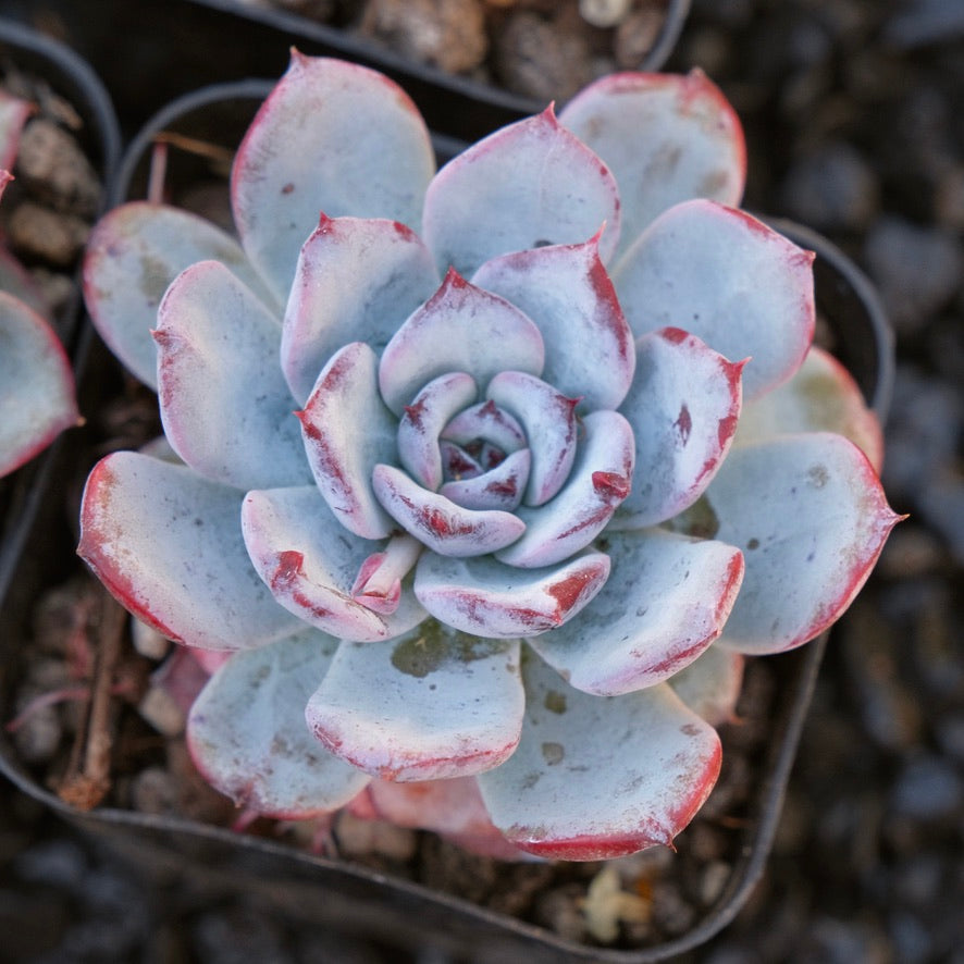 Echeveria Cold Brew Special Air Magic hybrid Korean Succulent Plant