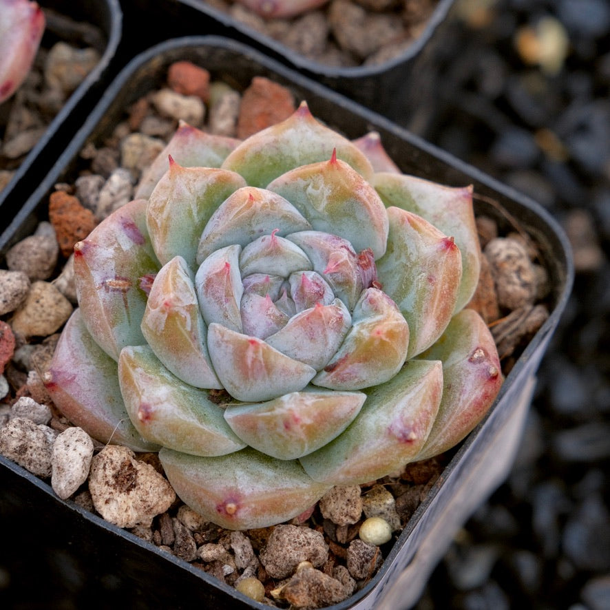 Echeveria Royal Star imported Succulent Plant