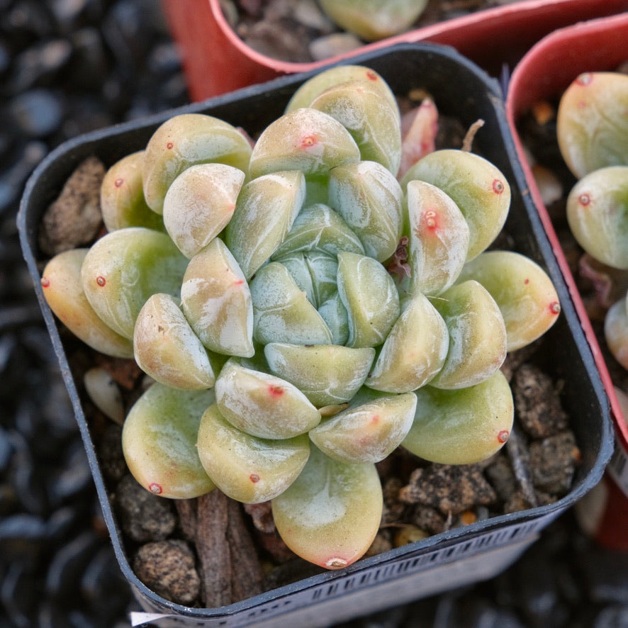 Echeveria Elsa Changhee hybrid Korean Succulent Plant