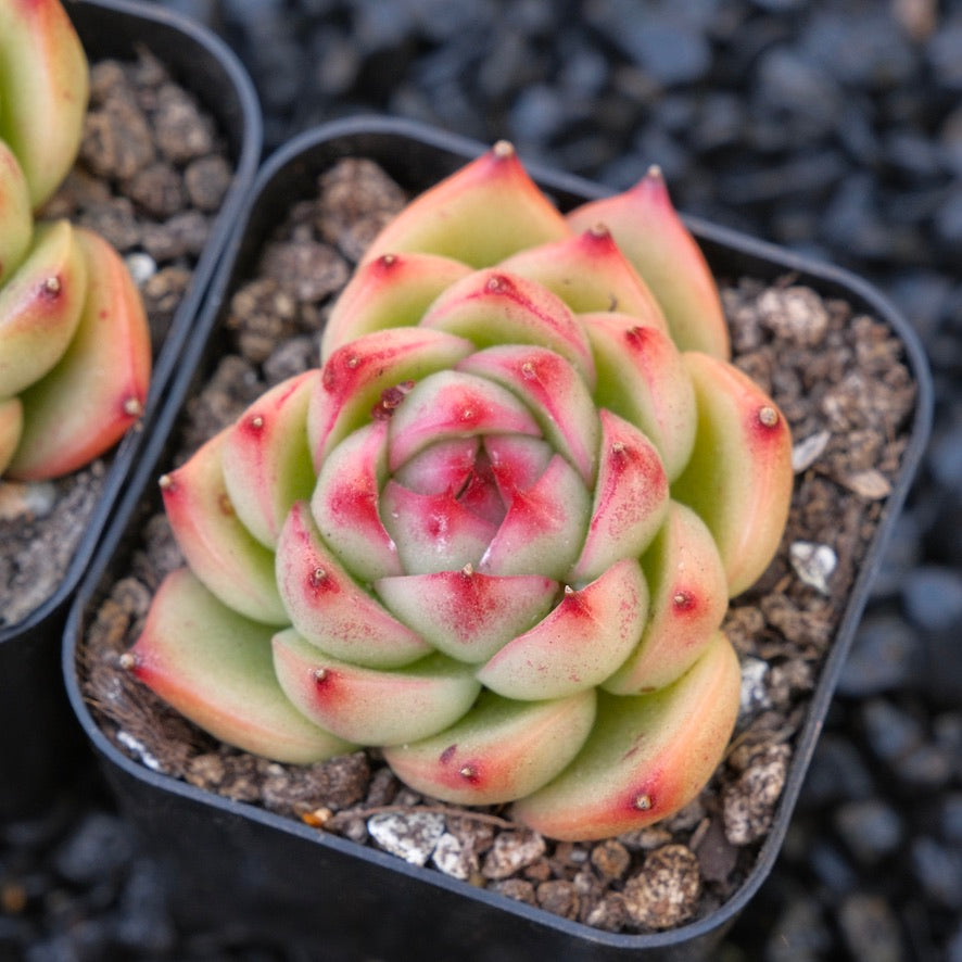 Echeveria Red Cone Korean Imported Succulent Plant