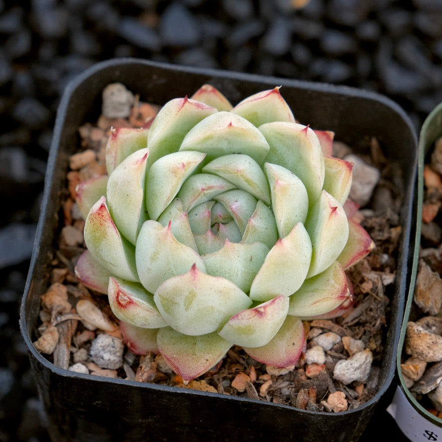 Echeveria My Heart Korean Imported Succulent Plant