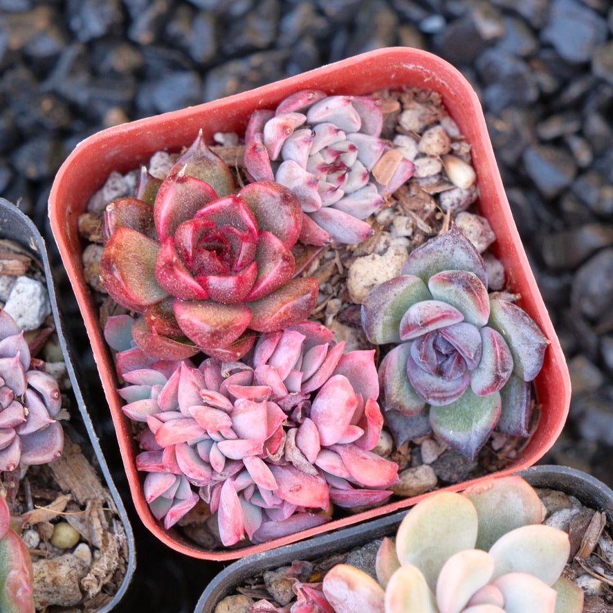 Korean succulent bb pot Succulent Plant