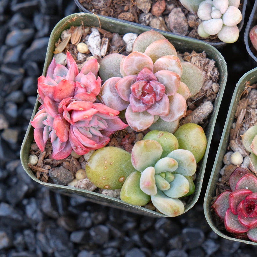 Korean succulent bb pot Succulent Plant