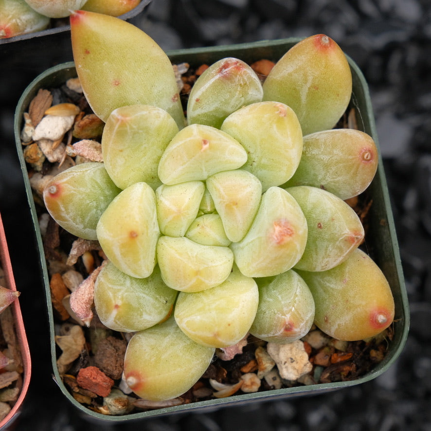 Echeveria tolimanensis hybrid Korean Succulent Plant