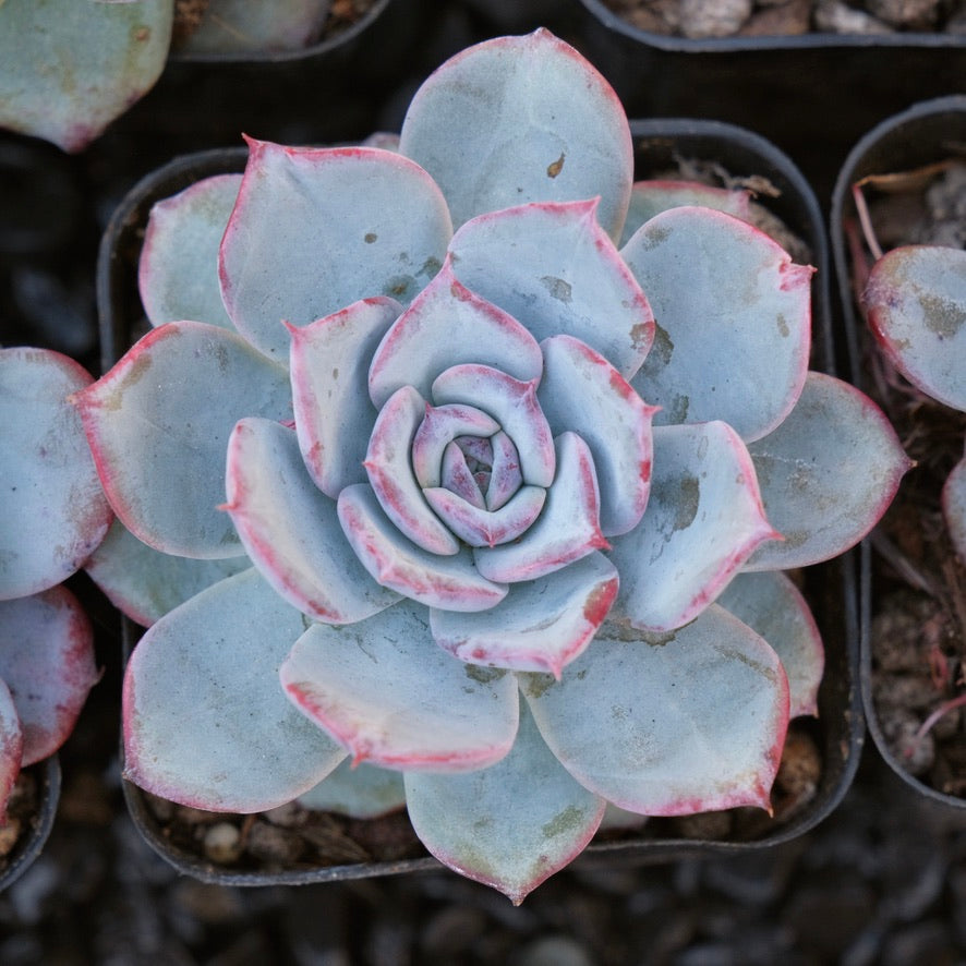 Echeveria Cold Brew Special Air Magic hybrid Korean Succulent Plant