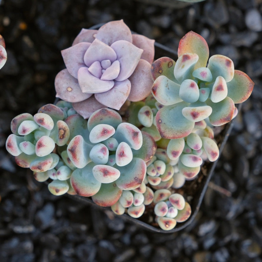 Sedum commixtum Korean Succulent Plant