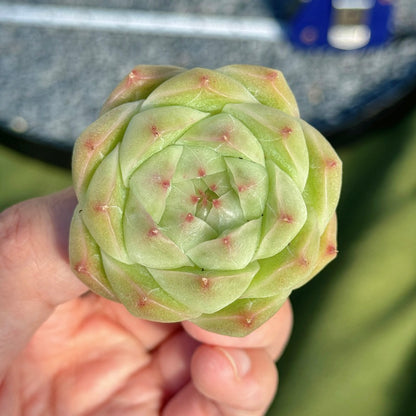 Echeveria Malgan Succulent Plant E