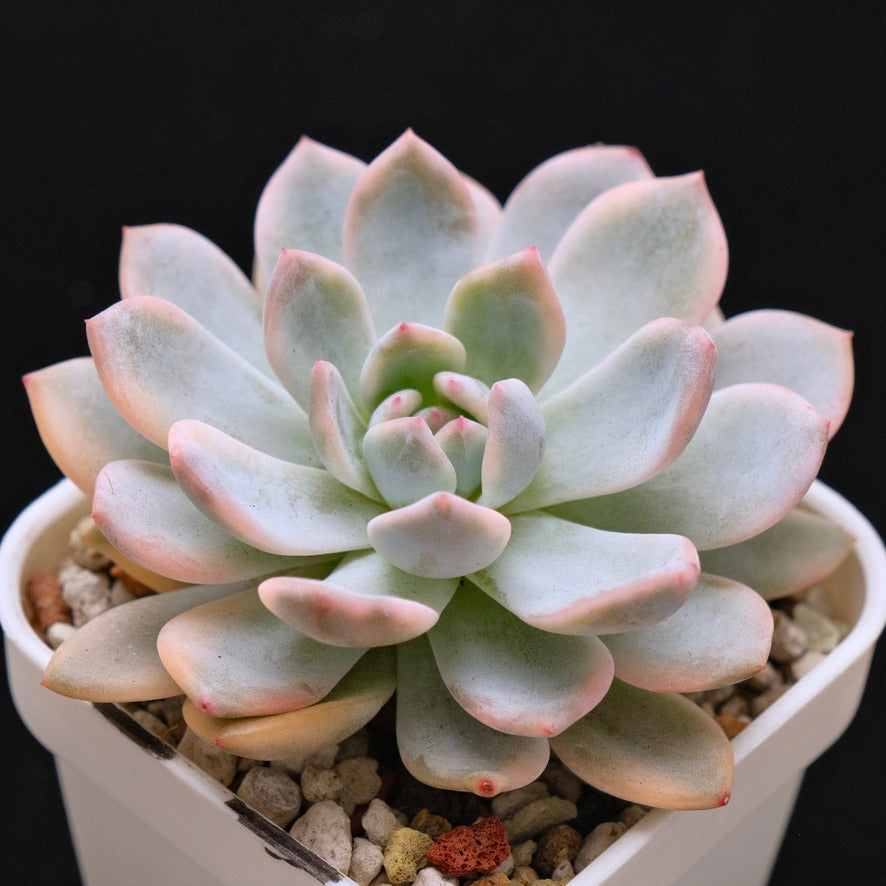 Variegated Echeveria Monroe Korean Succulent Plant