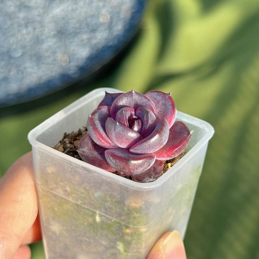 black and pink succulent Echeveria Black Pink baby Korean Succulent Plant Changee hybrid