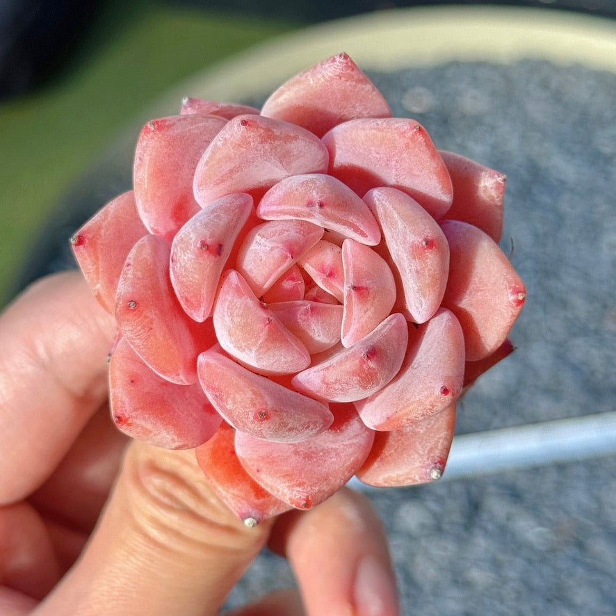 Echeveria Monroe hybrid Succulent Plant