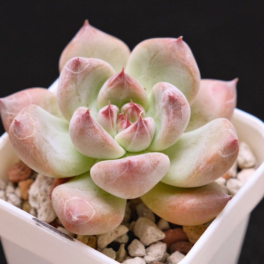 Chubby Echeveria Shakino hybrid Korean Succulent Plant