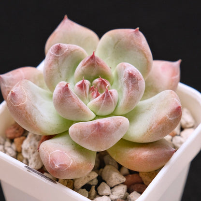 Chubby Echeveria Shakino hybrid Korean Succulent Plant