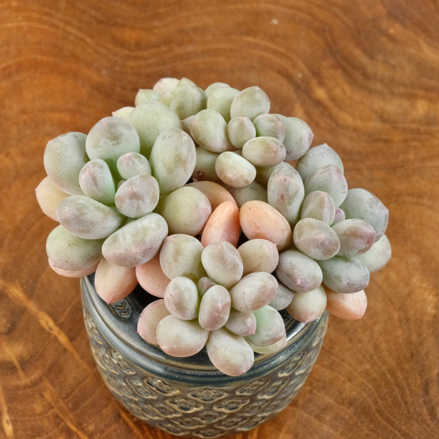 succulent peach Pachyveria Honey Peach Imported Succulent Plant – Succielife