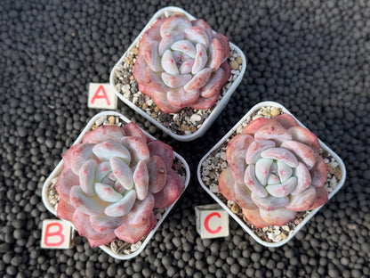 Echeveria Monroe Imported Succulent Plant